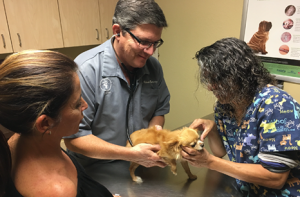 veterinary